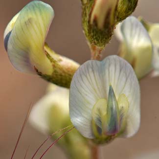 Astragalus arizonicus, Arizona Milkvetch, Southwest Desert Flora